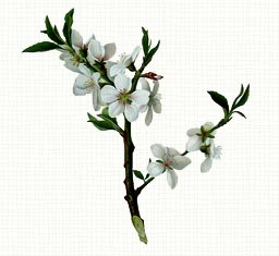 Sagra della Primavera ad Agrigento (AG)